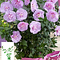 Гибискус сирийский "Lavender Chiffon" С1,5 высота 20-40 см