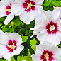 Гибискус "Сирийский белый"