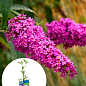 LMTD Буддлея Давида "Royal Red" висота 35-50см