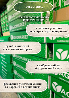 Ексклюзив! Голландська цибуля-сівок 0,5 кг (арбажейка) середньорання, жовта «Yellow Granex (Єллоу Гранекс)»10