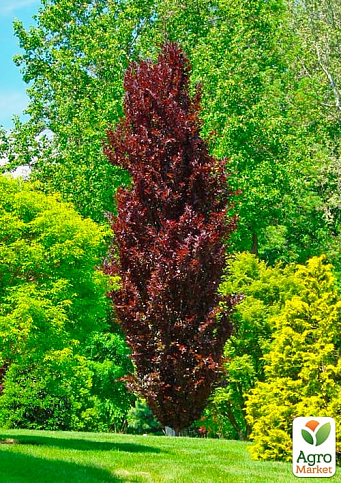 Бук лісовий червонолистий "Rohan Obelisk" С10 - фото 2