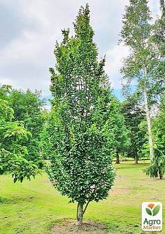 Граб звичайний "Fastigiata" С104