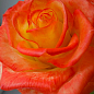 Роза чайно-гибридная "Конфети" (саженец класса АА+) высший сорт