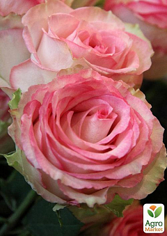 Роза чайно-гибридная "Esperance" (саженец класса АА+) высший сорт2
