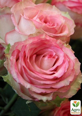 Роза чайно-гібридна "Esperance" (саджанець класу АА +) вищий сорт