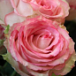 Роза чайно-гібридна "Esperance" (саджанець класу АА +) вищий сорт