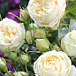 Троянда кущова "Веддінг Піано" (WEDDING PIANO) (саджанець класу АА +) вищий сорт
