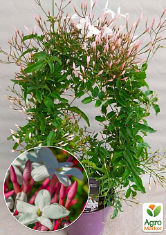 Жасмин комнатный Rose "Jasminum polyanthum"2