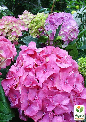 Гортензия крупнолистная розовая "Розовое чудо" (Pink wonder) - фото 5