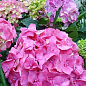 Гортензия крупнолистная розовая "Розовое чудо" (Pink wonder)