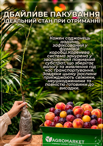 Эксклюзив! Гибрид слива-персик "Инка" - фото 3