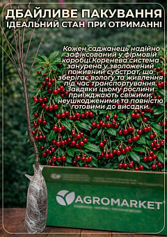 Вишня колоновидна "Ашинський гібрид" (літній сорт, ранній термін дозрівання)2