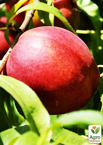 Нектарин "Сан Глоу" (лисий персик, літній сорт, середній термін дозрівання) - фото 2