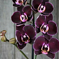 Орхидея Mini (Phalaenopsis) "Wine"