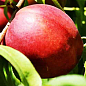 Нектарин "Сан Глоу" (лисий персик, літній сорт, середній термін дозрівання) купить