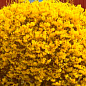 Форзиция промежуточная "Golden Nugget"  купить