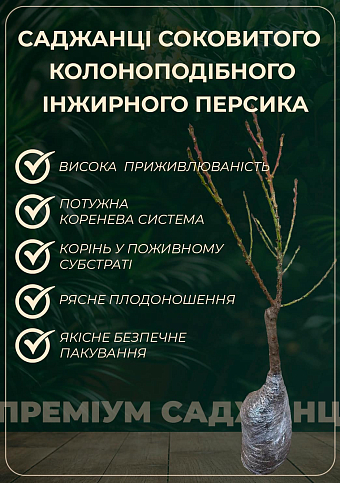 Персик колоновидный "Инжирный" (суперсладкий сорт, средний срок созревания) - фото 5