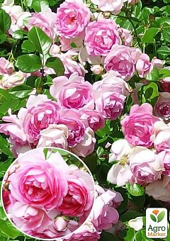 Роза плетистая "Jasmina" (саженец класса АА+) высший сорт1