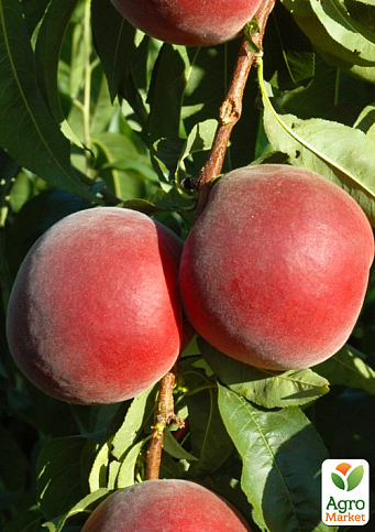 Персик "Роял Саммер" (сладкий, крупноплодный сорт, средний срок созревания)