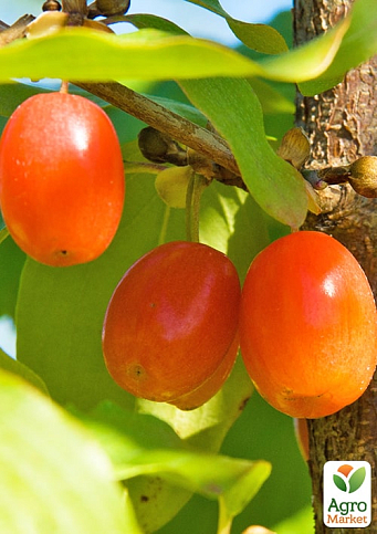Кизил "Кораловий Марка" (ранній термін дозрівання)