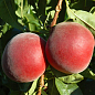 Персик "Роял Саммер" (солодкий, великоплідний сорт, середній термін дозрівання)