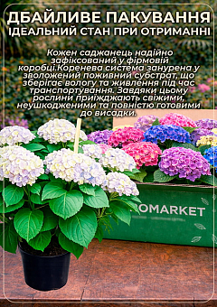 LMTD Гортензия macrophylla кудрявая цветущая 5и летняя "Curly Wurly Roze" (40-50см)28