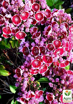 Кальмия latifolia "Keepsake"17