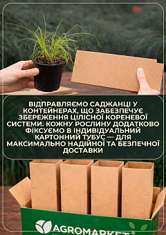 Міскантус китайський "Gold Bar" вазон С218
