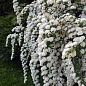 Спірея Вангутта 2-річна (Spiraea vanhouttei) вазон С2 цена