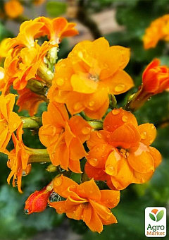 Каланхое Блоссфельда "Orange" (Kalanchoe Blossfeldiana) (Нідерланди)8