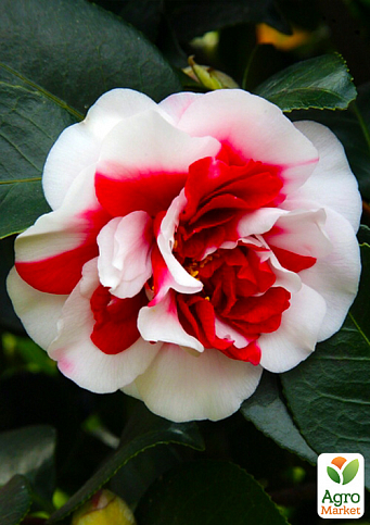 Камелія японська біло-рожева "General Colletti" - фото 2
