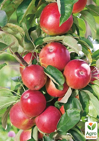 Яблуня колоноподібна "Сенатор" (сорт стійкий до хвороб, середній термін дозрівання)