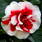 Камелія японська біло-рожева "General Colletti" купить