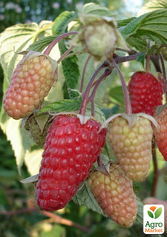 Малина "Велетен" (ранній термін дозрівання, високоврожайний і безшипий сорт) 1-річний саджанець - фото 2