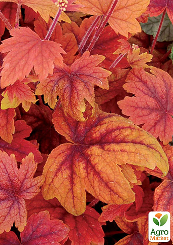 Гейхерелла (Heucherella) "Sweet Tea" С1 (висота 15-30см) - фото 7