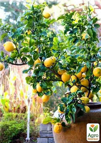 Лимон "Пандероза" вік саджанця 2 роки