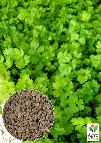 На развес Петрушка "Богатырь" ТМ "Весна" цена за 10г