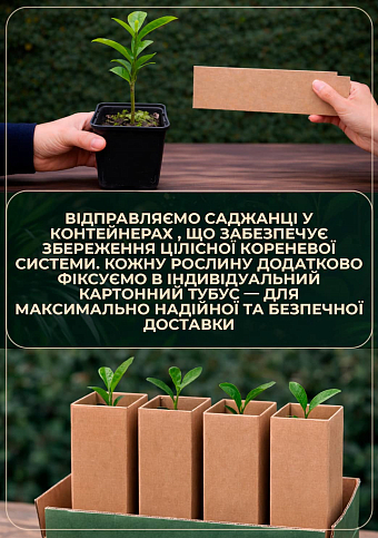 Магнолия Лекарственная "Magnolia Officinalis"  - фото 3