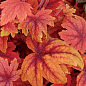 Гейхерелла (Heucherella) "Sweet Tea" С1 (висота 15-30см)