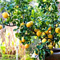 Лимон "Пандероза" вік саджанця 2 роки