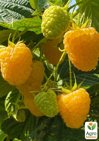 Малина "Зюгана Голд" вкорінена в контейнері (ремонтантний сорт) - фото 9