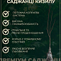 Кизил "Светлячок" (средний срок созревания, один из самых крупноплодных сортов) купить