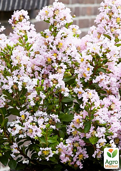 Лагерстремия индийская сирень "With Love Babe" (Lagerstroemia indica With Love Babe)7