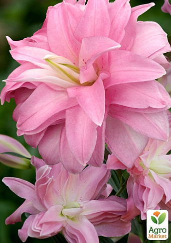 Лилия Махровая "Lotus Dream"  - фото 4