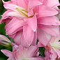 Лилия Махровая "Lotus Dream" 