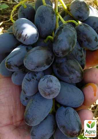 Виноград "Алвіка" (велика соковита ягода, гроно більше 1000 гр, ранньо-середній) 1 саджанець в упаковці - фото 2