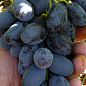 Виноград "Алвіка" (велика соковита ягода, гроно більше 1000 гр, ранньо-середній) 1 саджанець в упаковці купить