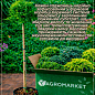 Можжевельник стелющийся на штамбе «Procumbens Nana» С10, высота 90-110см, диаметр кроны 25-35см