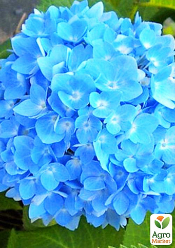 LMTD Гортензія macrophylla "Double Blue" 5-річна (висота 45-75см) - фото 2