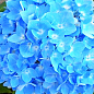 LMTD Гортензія macrophylla "Double Blue" 5-річна (висота 45-75см) купить